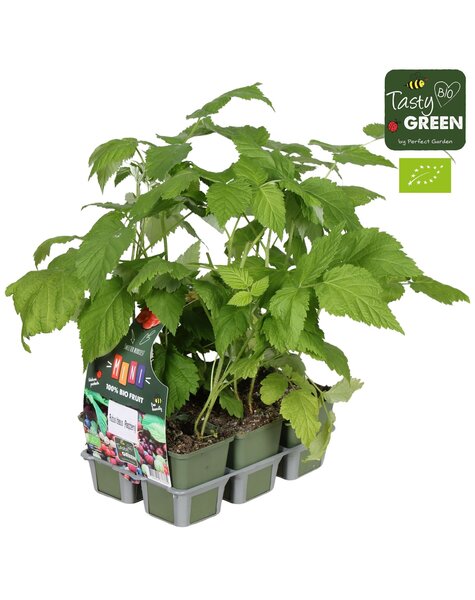 Rubus mix lot de 6 bio P9