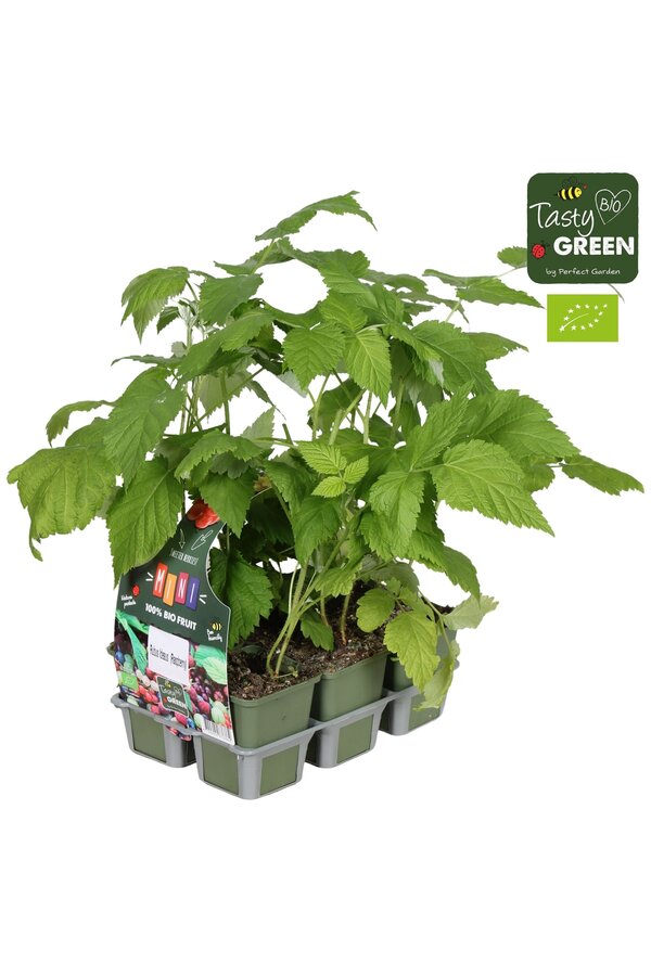 Rubus mix lot de 6 bio P9