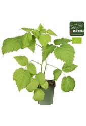 Rubus mix lot de 6 bio P9