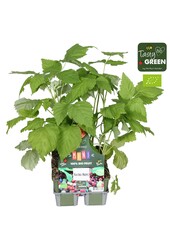 Rubus mix 6-pack bio P9