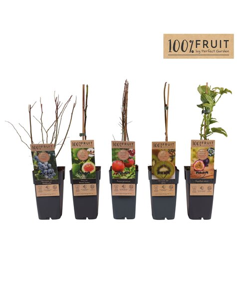 Fruit mix tray exclusief P15