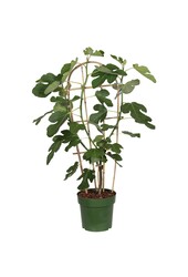 Ficus Gustissimo® Perretta® P23