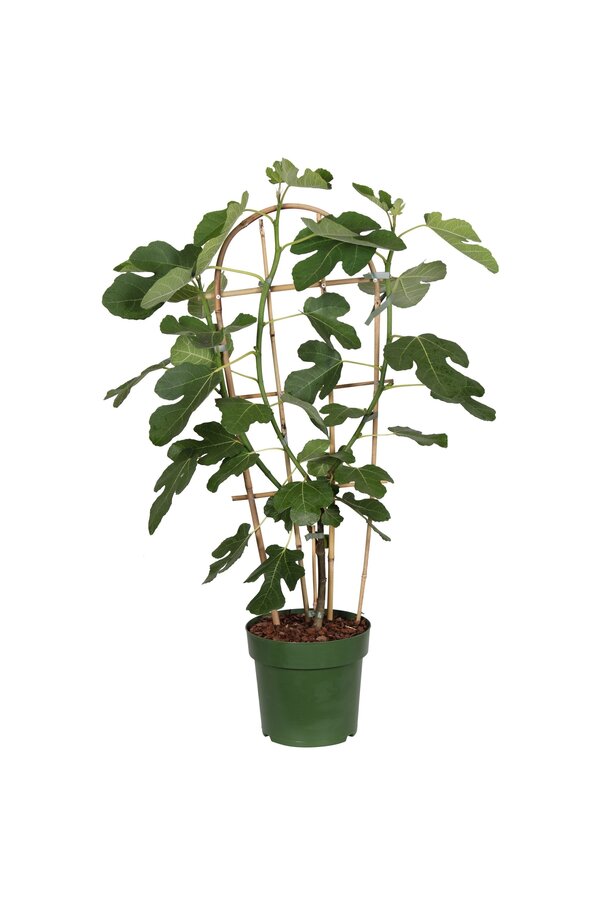 Ficus Gustissimo® Perretta® P23