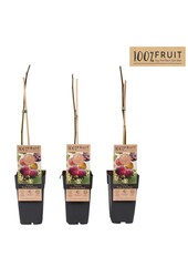 Ficus Rouge de Bordeaux P15