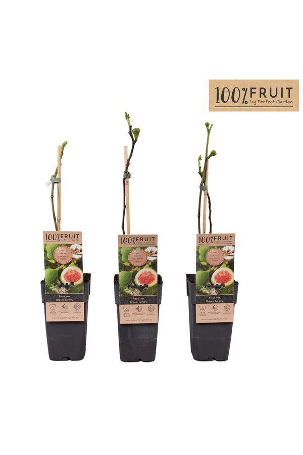 Ficus carica Brown Turkey P15