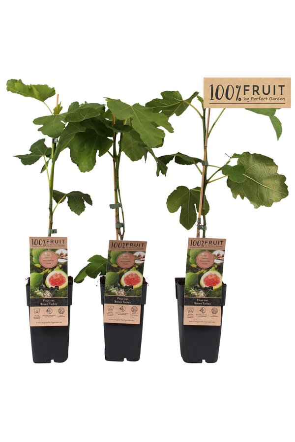 Ficus carica Brown Turkey P15