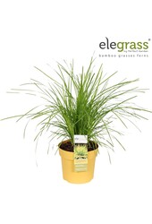 Lomandra longifolia Miners Gold P19