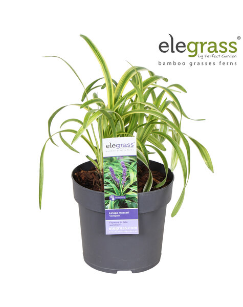 Liriope muscari Variegata P14