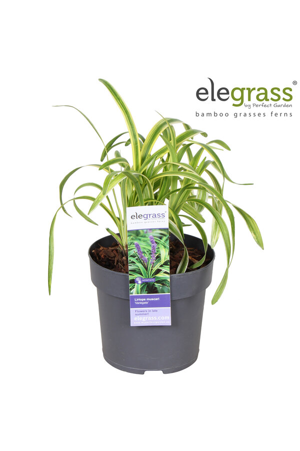 Liriope muscari Variegata P14