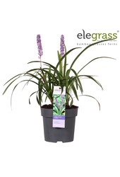 Liriope muscari Variegata P14