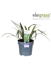 Liriope muscari Variegata P14