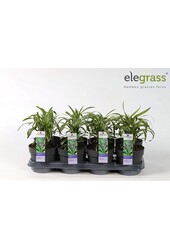 Liriope muscari Variegata P14