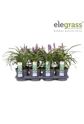 Liriope muscari Variegata P14