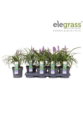 Liriope muscari Variegata P14