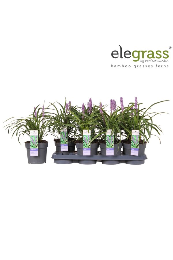 Liriope muscari Variegata P14