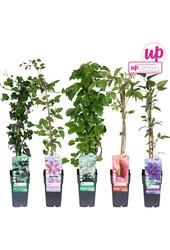 Klimplanten mix tray compleet P15