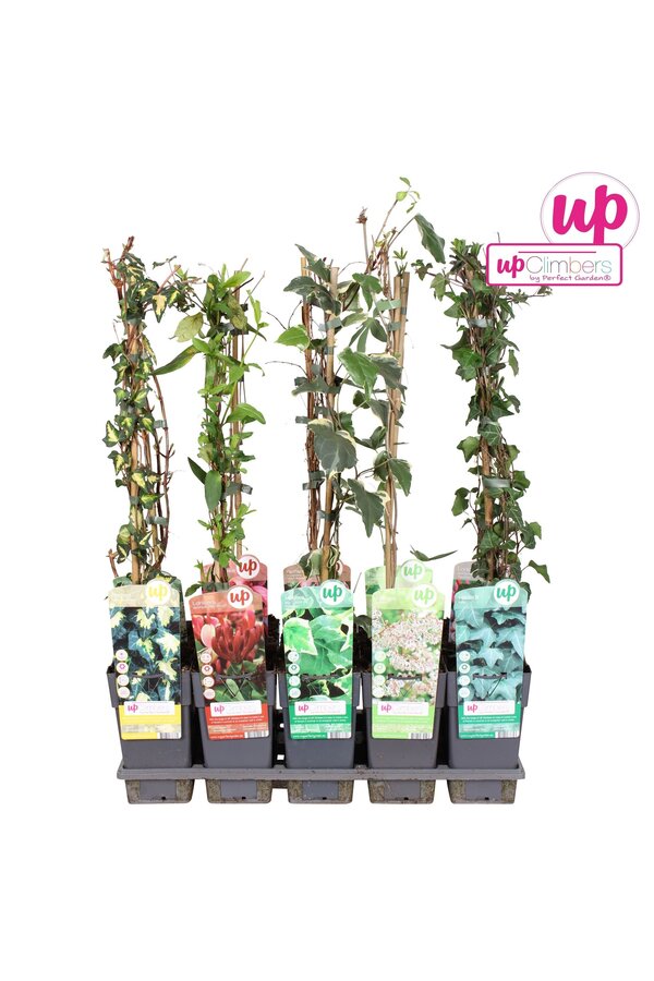 Klimplanten mix tray standaard P15