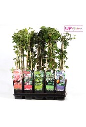 Klimplanten mix tray standaard P15