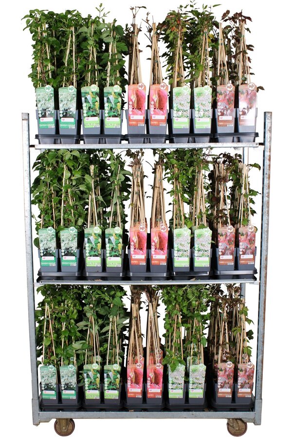 Klimplanten mix tray standaard P15