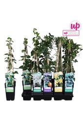 Klimplanten mix tray standaard P15