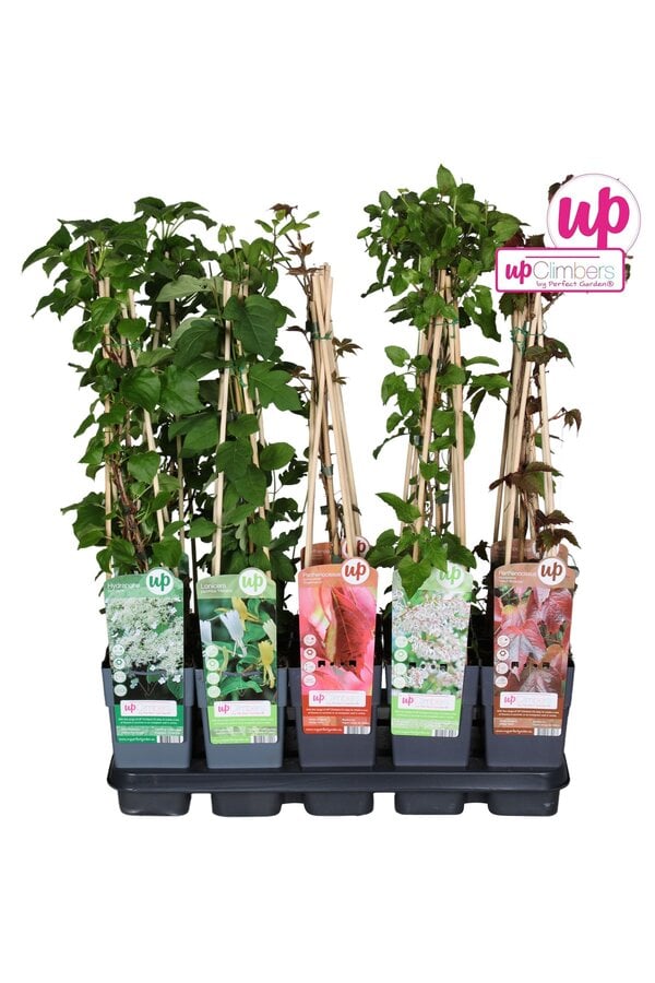 Klimplanten mix tray standaard P15