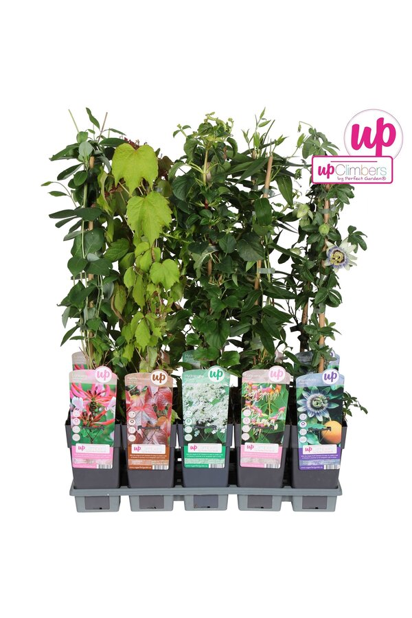 Klimplanten mix tray standaard P15