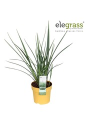 Dianella Coolvista P14