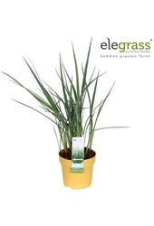 Dianella Coolvista P14