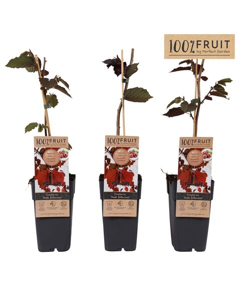 Corylus Rode Zellernoot P15