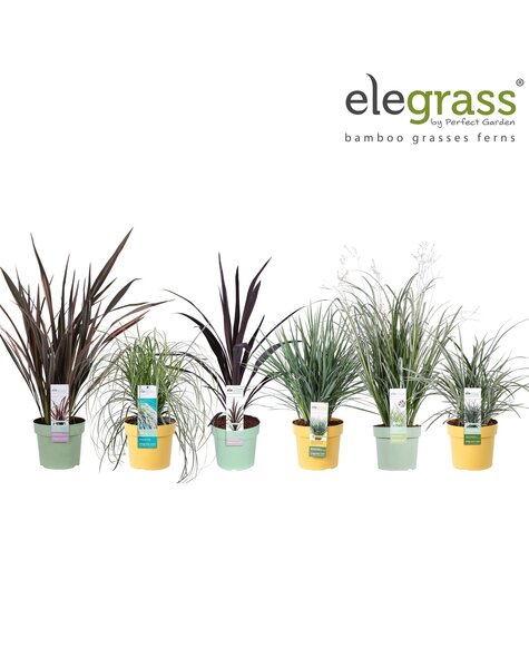 Grassen mix tray - Elegrass Super-Easy-Care P19