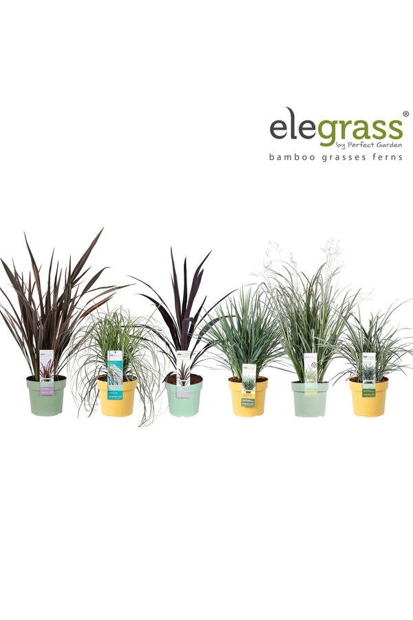Grassen mix tray - Elegrass Super-Easy-Care P19