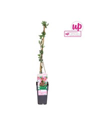 Lonicera periclymenum Serotina P15