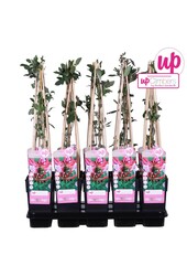 Lonicera periclymenum Serotina P15