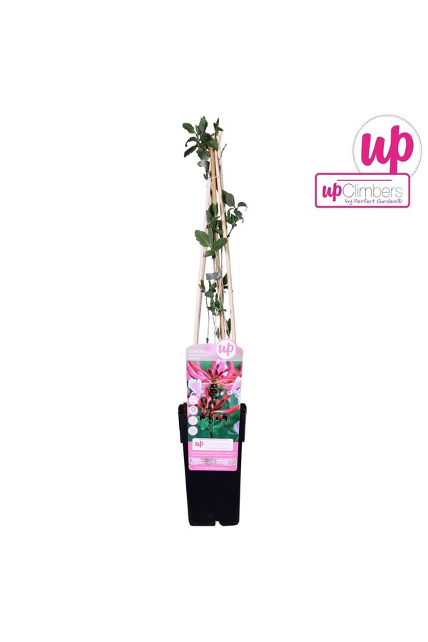 Lonicera periclymenum Serotina P15