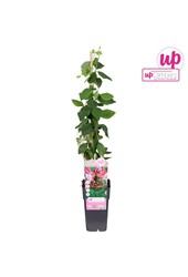 Lonicera periclymenum Serotina P15