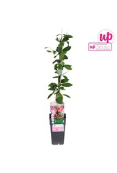 Lonicera periclymenum Serotina P15