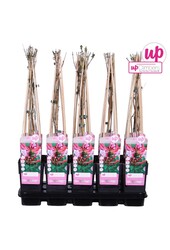 Lonicera periclymenum Serotina P15