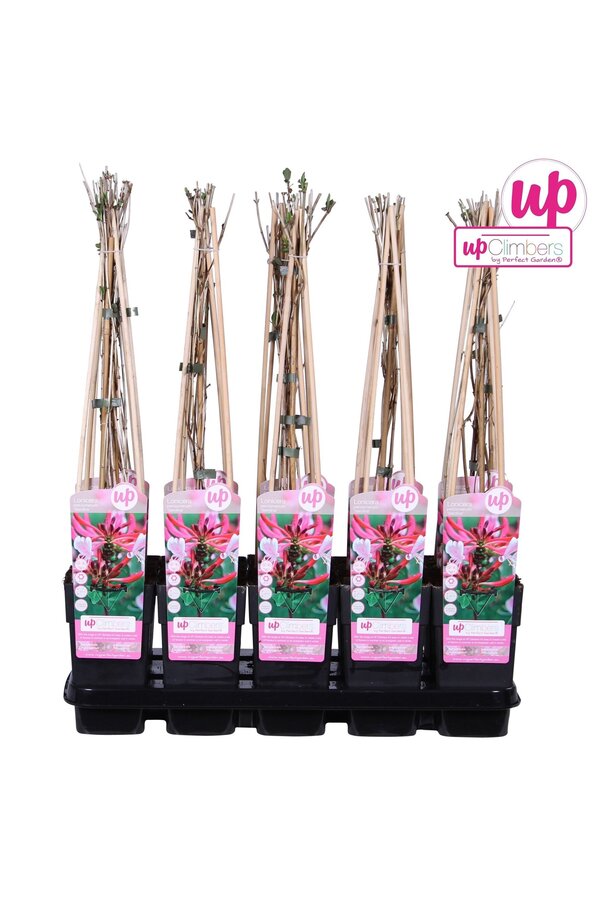 Lonicera periclymenum Serotina P15