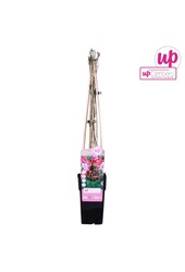 Lonicera periclymenum Serotina P15