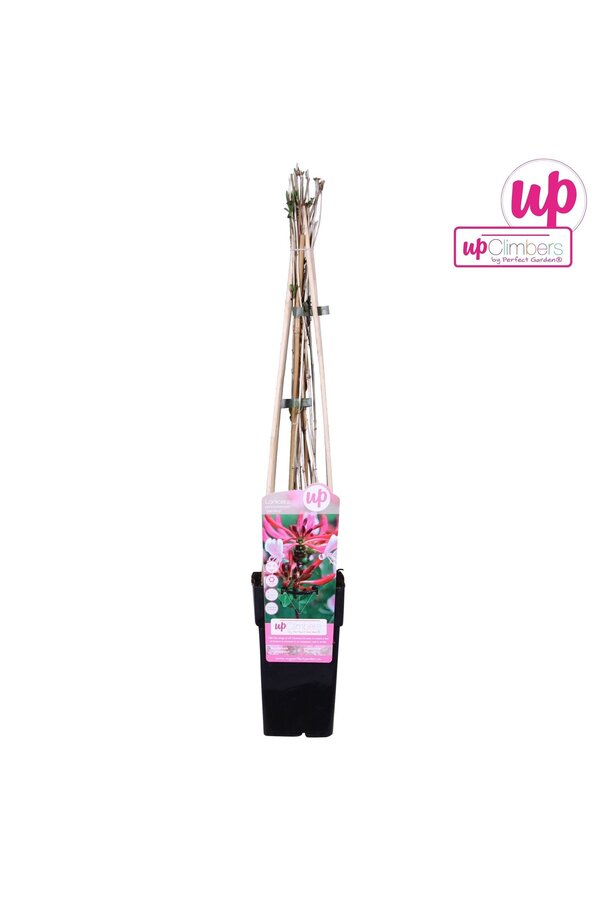 Lonicera periclymenum Serotina P15