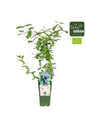 Lonicera kamtschatica Duet Bio P15