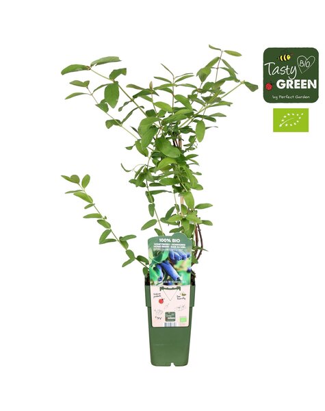 Lonicera kamtschatica Duet Bio P15