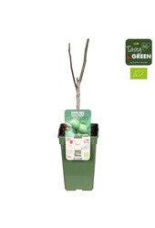 Juglans Regia Bio P19