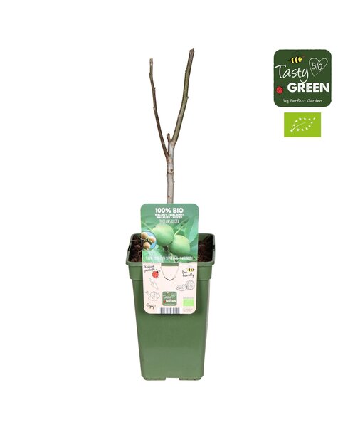 Juglans Regia Bio P19
