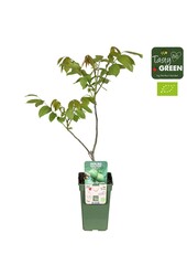 Juglans Regia Bio P19