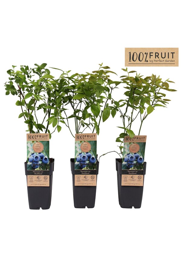 Vaccinium Northland P15