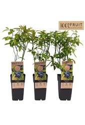 Vaccinium corymbosum Patriot P15