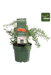 Lycium barbarum Little Goji Patio Bio P23