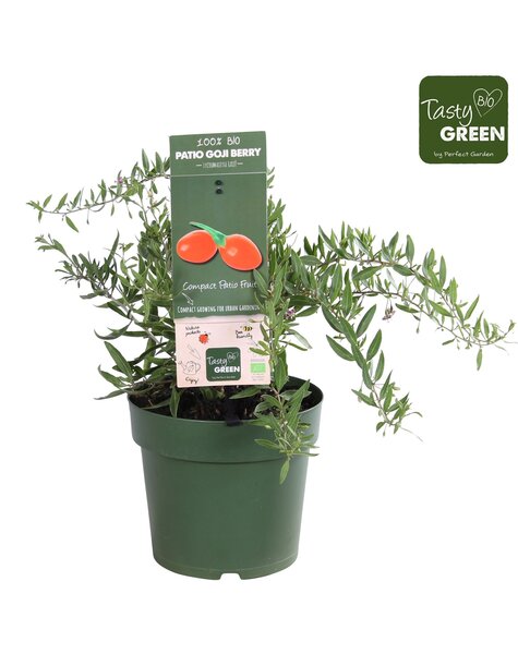 Lycium barbarum Petit Goji Patio Bio P23