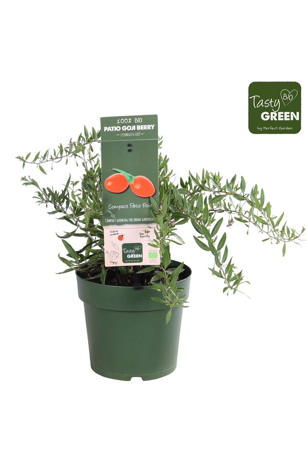 Lycium barbarum Petit Goji Patio Bio P23